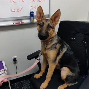 Meet your Posher, Tacy